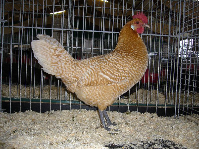 Bezirksschau Luebbecke 375.jpg - Friesenhühner gelb-weiss geflockt von Heinz Rullmann Preis V97 LVEJ